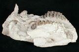 Partial Oreodont (Merycoidodon) Skull - Nebraska #10748-2